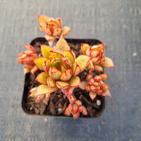 Echeveria Agavoides sp 黄金雨