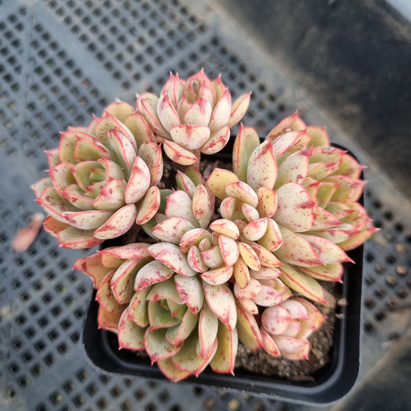 *GLGhybrid(1-232) Echeveria Ballsii hybrid 灰姑娘杂