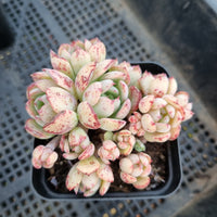 *GLGhybrid(1-234) Sedum Perezdelarosae hybrid 焦糖精灵杂