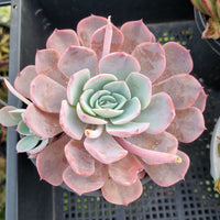 ＊GLGhybrid(2-338) Echeveria shaviana hime X Laulensis 沙维娜杂劳伦斯