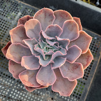 ＊GLGhybrid(2-340) Echeveria shaviana hime hybrid 沙维娜杂