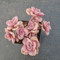 Graptoveria 'Mrs Richards/Gypsy 彩虹糖11cm 盆