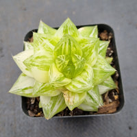 Haworthia Xantha Gold varigated 黄金凝脂菊锦