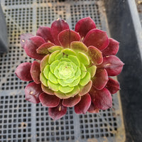 Aeonium Fiesta 法师嘉年华