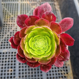 Aeonium Fiesta 法师嘉年华