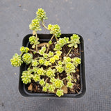 Sedum Golden rice (variegated) 棒叶万年草锦