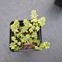 Sedum Golden rice (variegated) 棒叶万年草锦