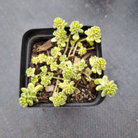 Sedum Golden rice (variegated) 棒叶万年草锦