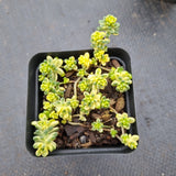 Sedum Golden rice (variegated) 棒叶万年草锦