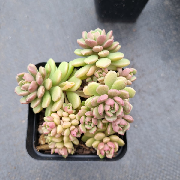 GLGhybrid Graptopetalum Cherry Danko 樱丸