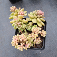 GLGhybrid Graptopetalum Cherry Danko 樱丸