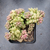 GLGhybrid Graptopetalum Cherry Danko 樱丸