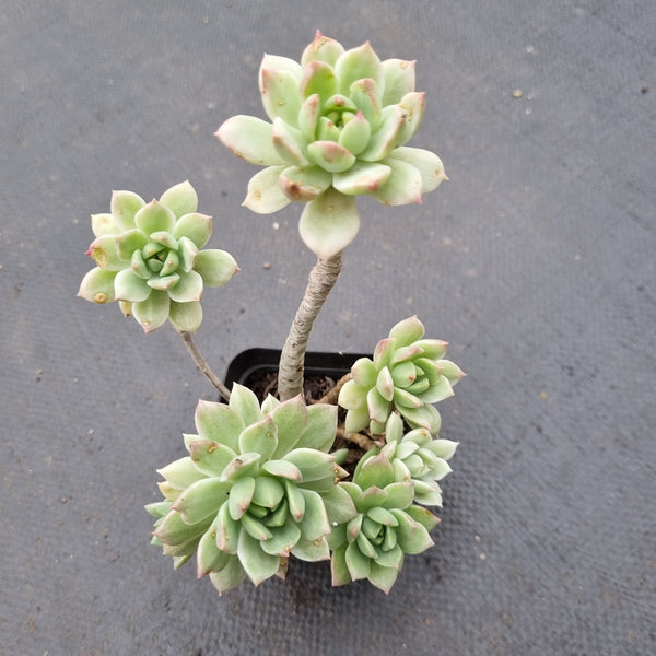 Sedeveria Markus Variegated 马库斯锦