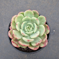 11cm pot Echeveria Salmon 三文鱼11cm盆