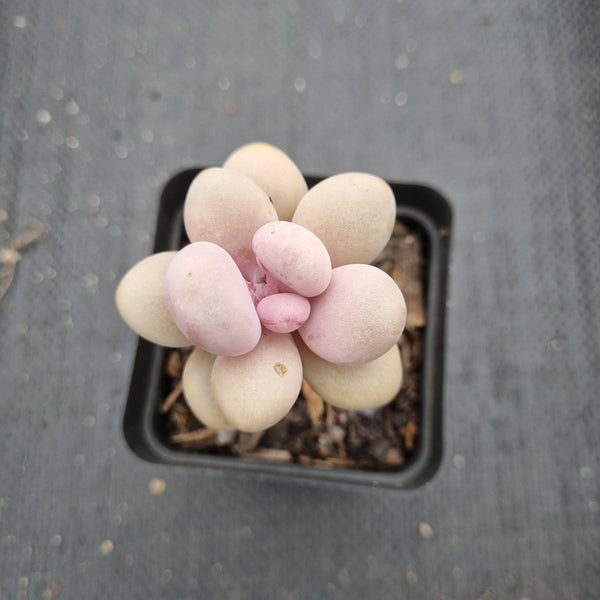 Graptopetalum amethystinum aka. Lavender Pebbles 桃蛋