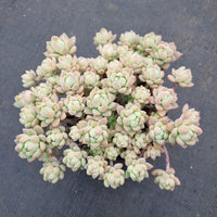 GLGhybrid Graptopetalum Mendozae X Echeveria prolifica 丸姬杂粉蔓