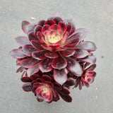 15cm pot Aeonium Medusa  美杜莎15cm盆