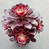 15cm pot Aeonium Medusa  美杜莎15cm盆