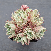 Echeveria sp. (Alba Rose) 阿尔巴玫瑰小群