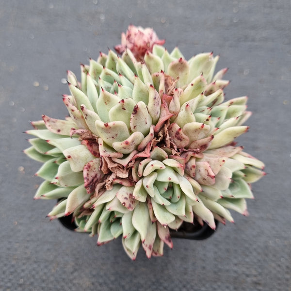 Echeveria sp. (Alba Rose) 阿尔巴玫瑰小群