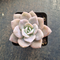 Graptopetalum Superbum x Laui 华雪