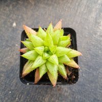 Haworthia Reticulat Var. Subregularis