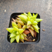 Haworthia Reticulat Var. Subregularis