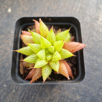 Haworthia Reticulat Var. Subregularis