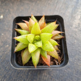 Haworthia Reticulat Var. Subregularis