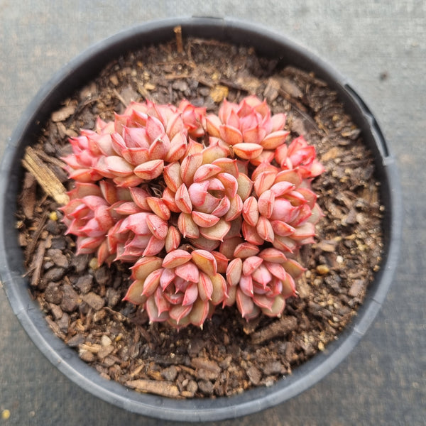 11cm pot Echeveria Summer Dream 夏梦11cm盆