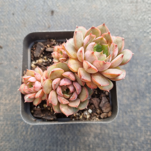 Echeveria Summer Dream 夏梦