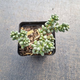 Sedum furfuraceum 群毛豆