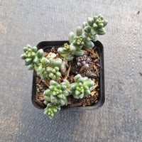 Sedum furfuraceum 群毛豆