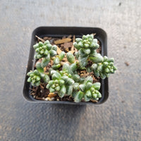 Sedum furfuraceum 群毛豆