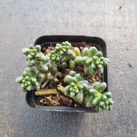 Sedum furfuraceum 群毛豆