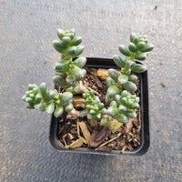 Sedum furfuraceum 群毛豆