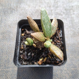 Adromischus Marianiae v. marianiae 'Clan William' 白肌棱叶水泡