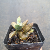 Adromischus Marianiae v. marianiae 'Clan William' 白肌棱叶水泡