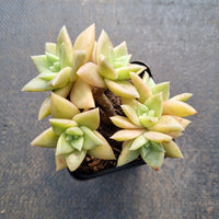 Echeveria Citrina 黄金表丽娜