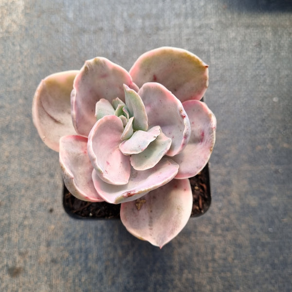 Echeveria Decora (variegated plants) 德克拉锦