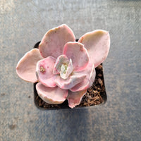 Echeveria Decora (variegated plants) 德克拉锦