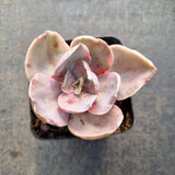 Echeveria Decora (variegated plants) 德克拉锦