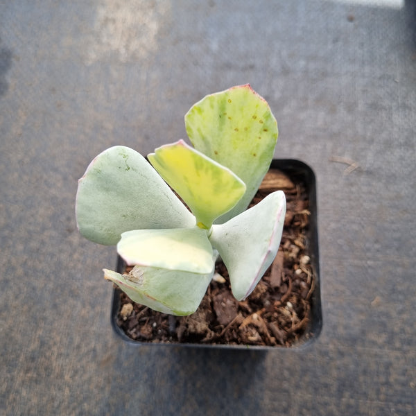 Cotyledon Orbiculata 'Hakubi' Variegated  白眉锦