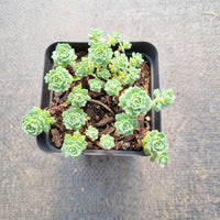 Sedum Pachyclados