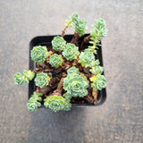 Sedum Pachyclados