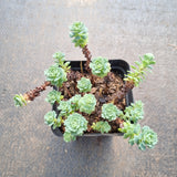 Sedum Pachyclados