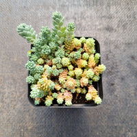 Sedum Dasyphyllum 'Major' 璇叶姬星美人