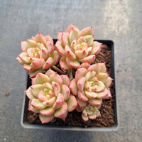 Echeveria Bella Donna 贝拉多娜