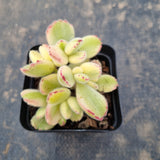 Cotelydon Tomentosa variegated - white form 白熊