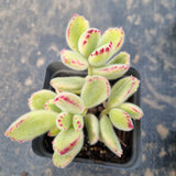 Cotelydon Tomentosa variegated - white form 白熊